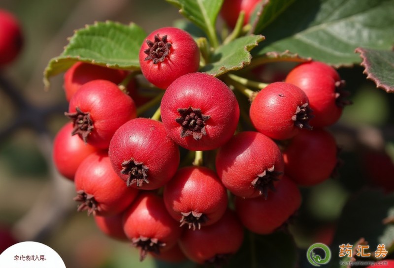 山楂的功效與作用