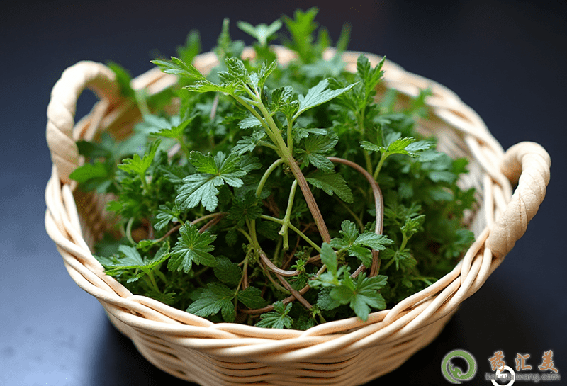 膽結石可以吃薺菜 膽結石可以吃薺菜