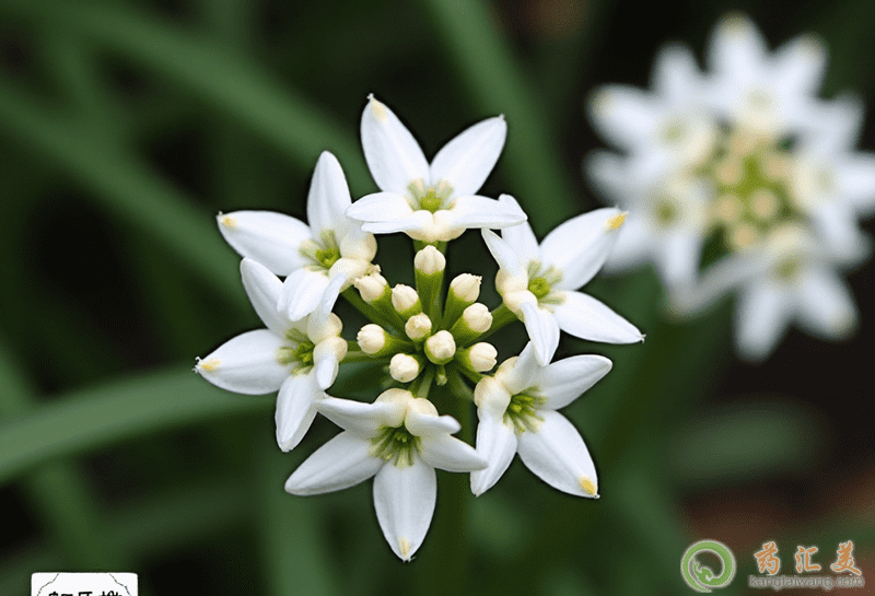 口臭可以吃韭菜花 口臭可以吃韭菜花