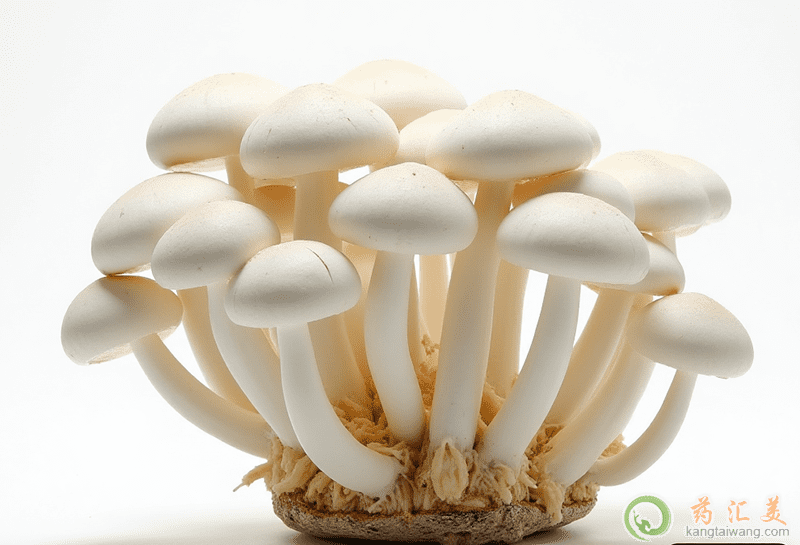 失眠可以吃姬菇 失眠可以吃姬菇