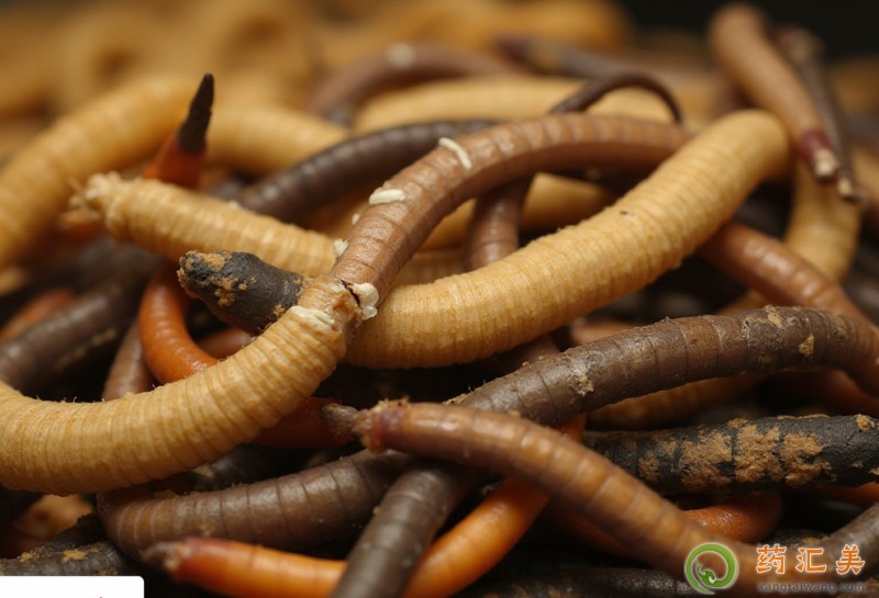 補腎壯陽吃冬蟲夏草好