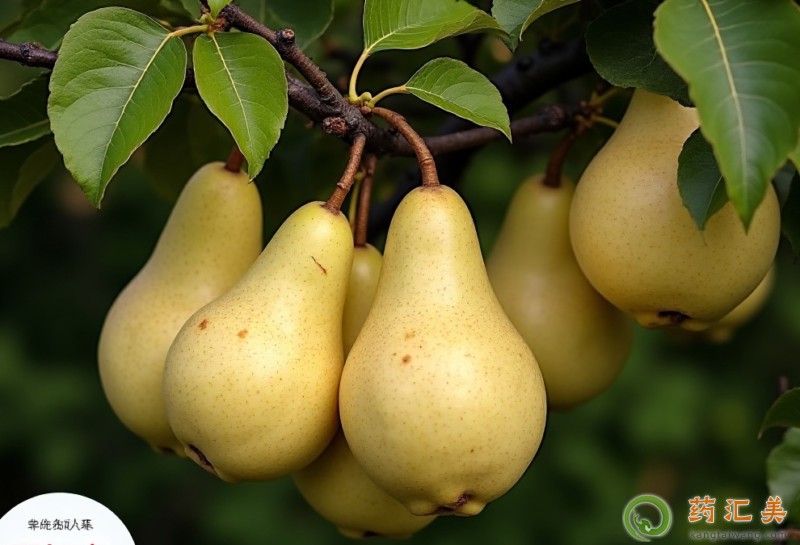 雪梨的功效與作用 雪梨的功效與作用