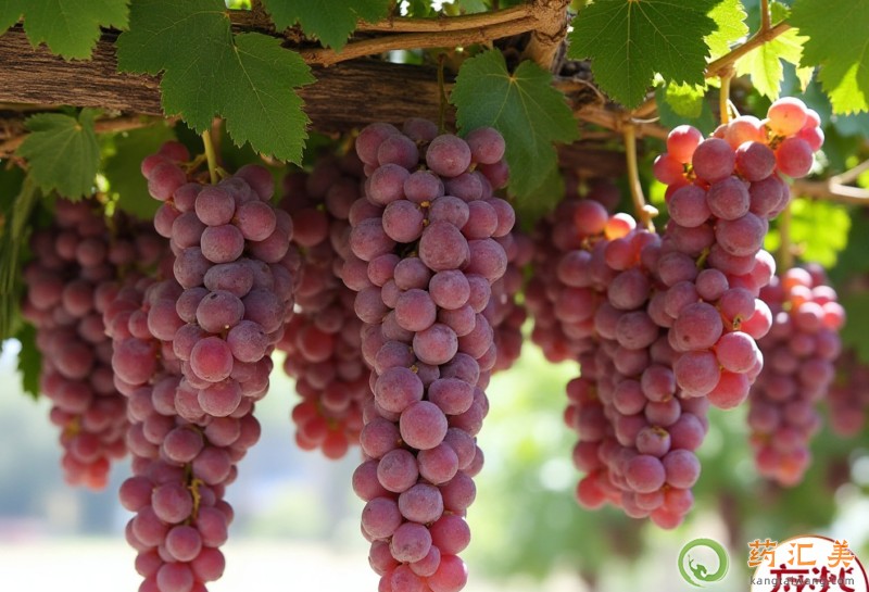 胃炎吃葡萄好