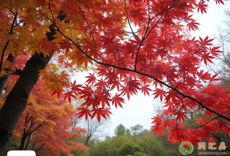 秋天如何預防膽囊炎發作 秋天如何預防膽囊炎發作