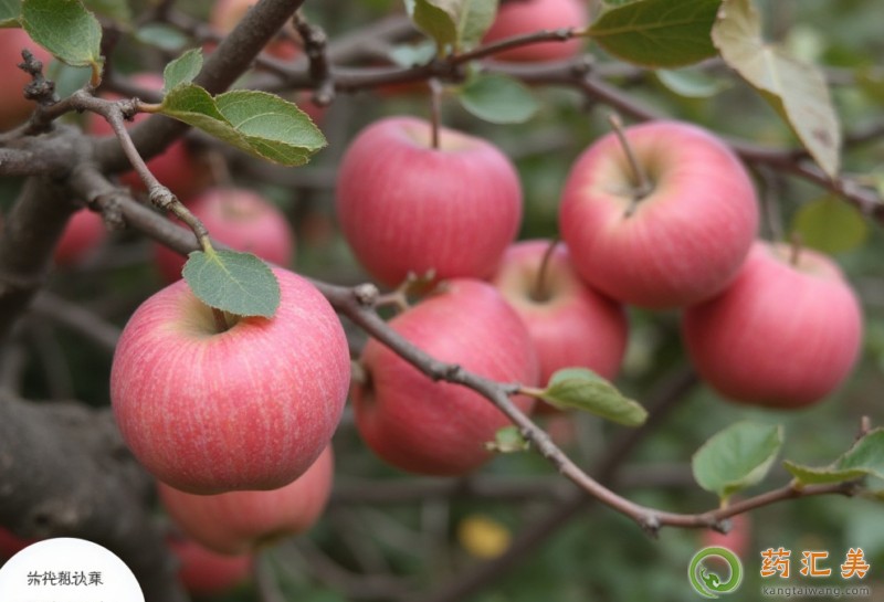 胰腺恢復期可以吃蘋果