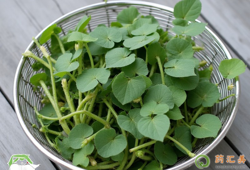 胰腺炎恢復(fù)期可以吃金花菜嗎 胰腺炎恢復(fù)期可以吃金花菜嗎