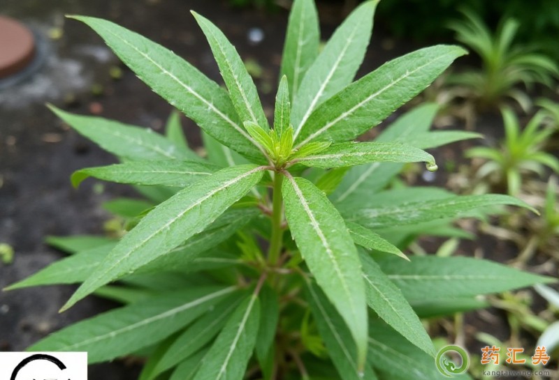 胰腺炎可以吃柳蒿芽嗎 胰腺炎可以吃柳蒿芽嗎