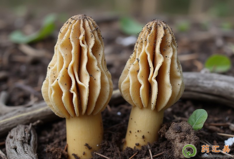 胰腺炎能吃羊肚嗎 胰腺炎能吃羊肚嗎