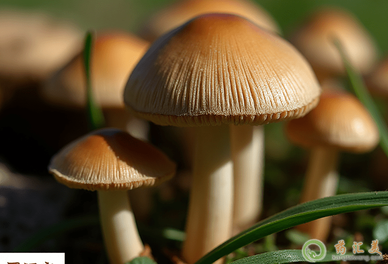 蘑菇的營(yíng)養(yǎng)價(jià)值 蘑菇的營(yíng)養(yǎng)價(jià)值