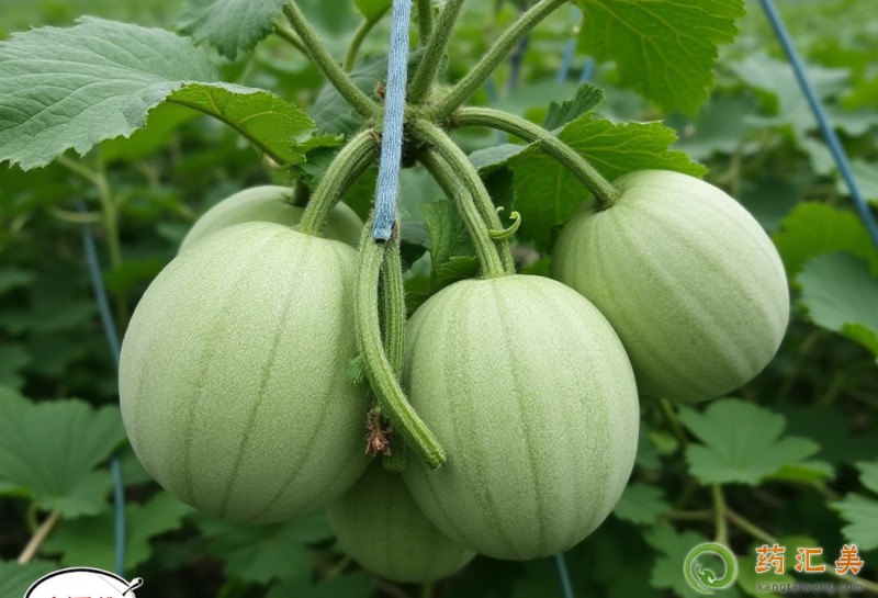 胰腺炎恢復(fù)期能不能吃甜瓜 胰腺炎恢復(fù)期能不能吃甜瓜