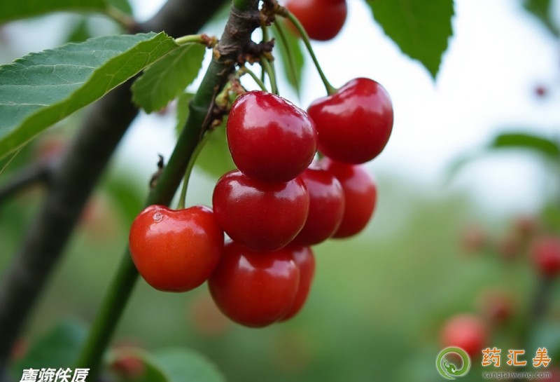 吃櫻桃有什么好處 吃櫻桃有什么好處