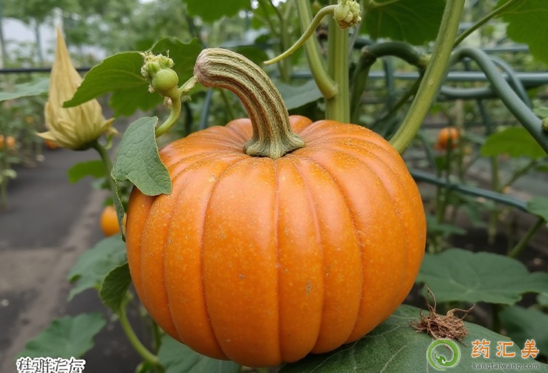 胃炎吃南瓜好嗎 胃炎吃南瓜好嗎