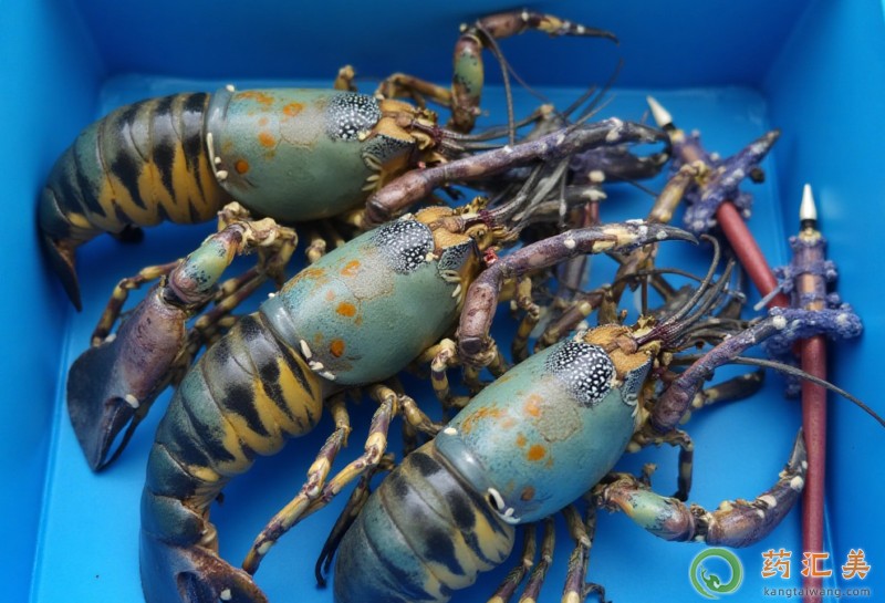 吃花龍蝦能補(bǔ)腎嗎 吃花龍蝦能補(bǔ)腎嗎