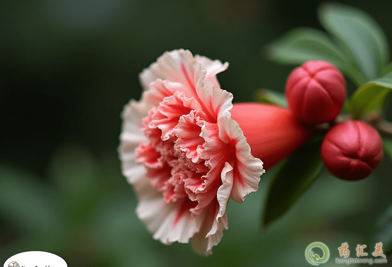 白發(fā)的原因 白發(fā)的原因