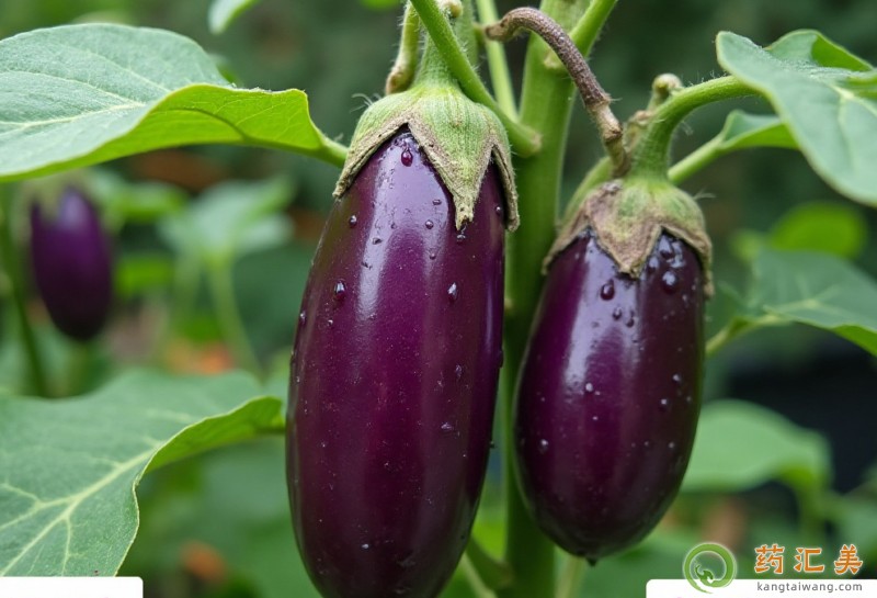 高血脂能吃茄子嗎 高血脂能吃茄子嗎