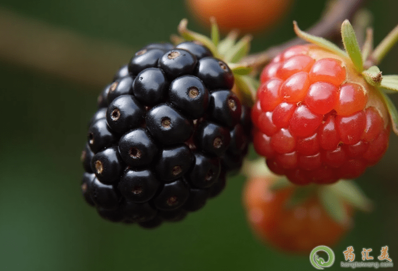 更年期的食療方法 更年期的食療方法